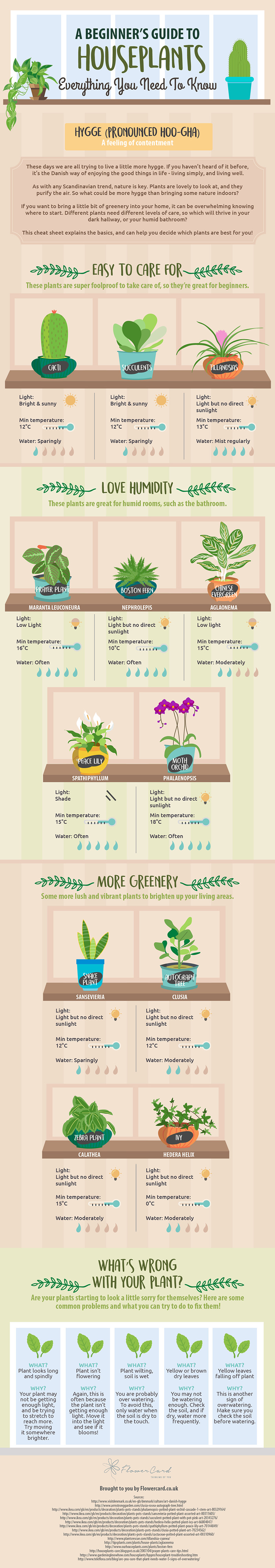Everything you need to know about houseplants (infographic) - Every Day