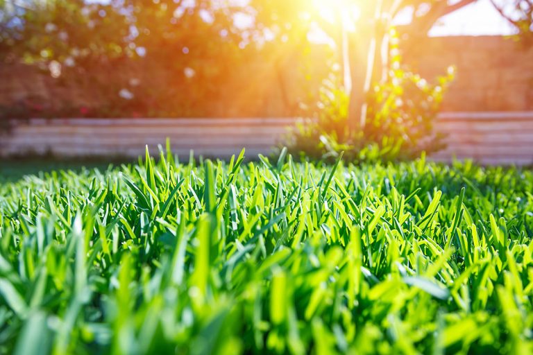 5 Tips for Keeping Your Lawn Healthy Every Day Home & Garden