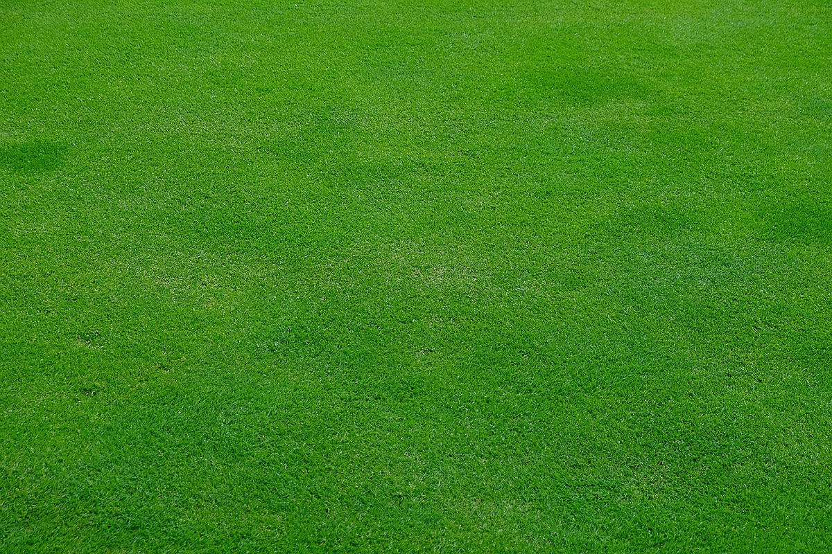 flat lawn